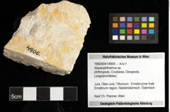 Foto (Objekt + Etiketten) von Abyssophthalmus sp. 